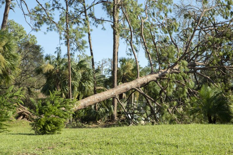 Yard with Fallen Tree