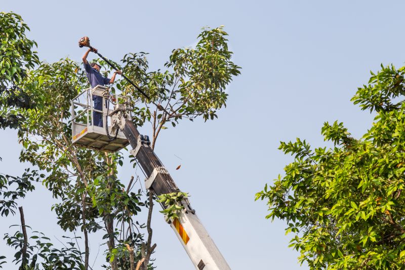 The Importance Of Regular Tree Trimming For Property Safety