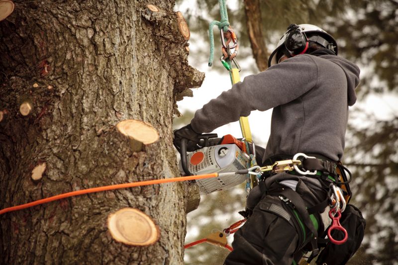 Tree Removal and Trimming