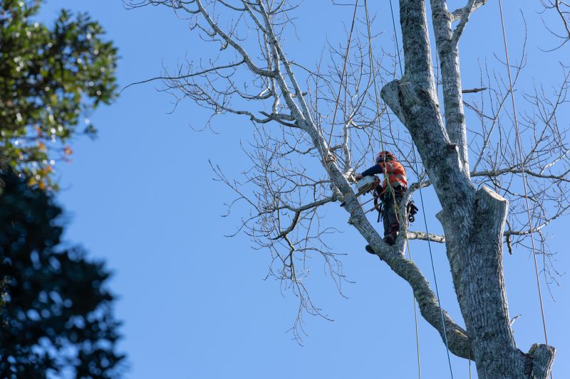 Arborist Inspecting Tree