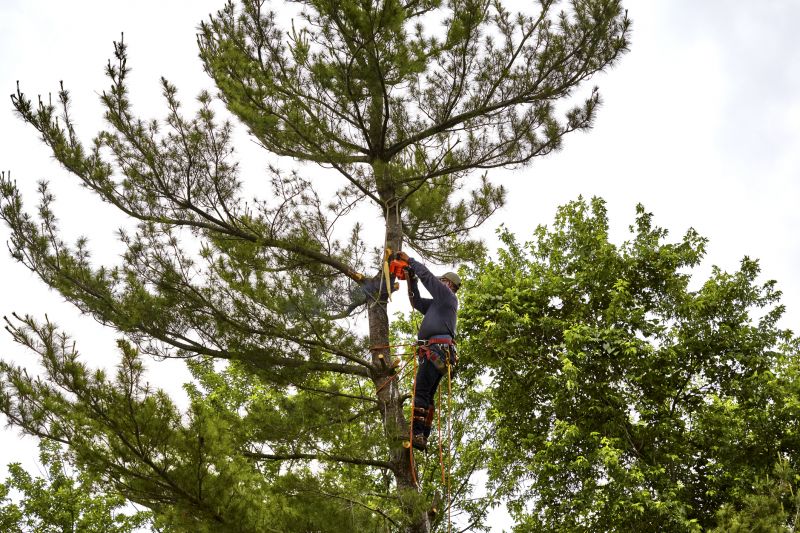 Tree Pruning by Expert