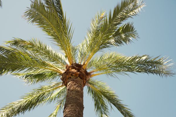Palm Tree Pruning in Grand Junction