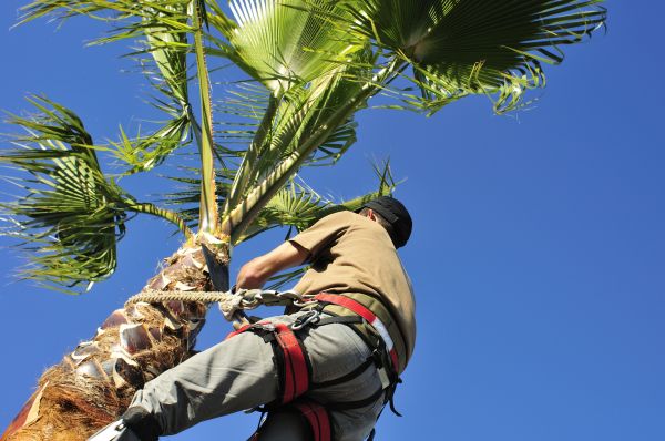 Palm Tree Trimming in Grand Junction