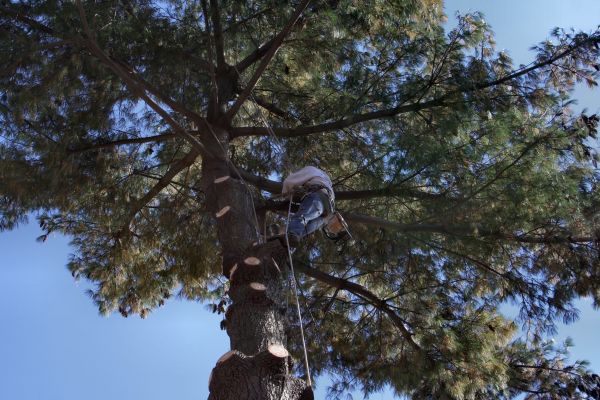 Trimming Service in Grand Junction