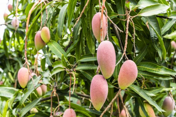 Mango Tree Trimming in Grand Junction