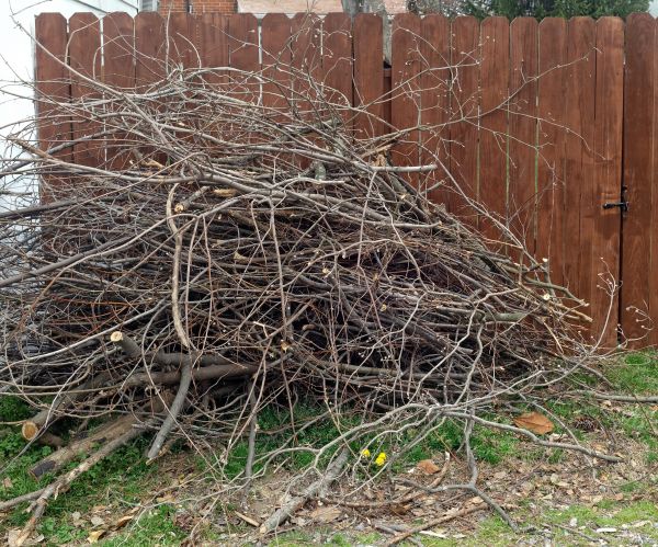 Dead Branch Removal in Grand Junction