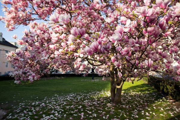 Ornamental Tree Pruning in Grand Junction