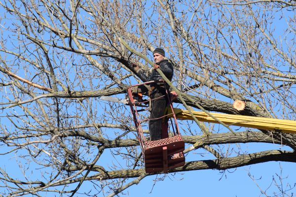 Emergency Tree Trimming in Grand Junction