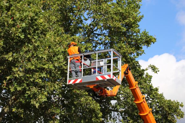 Commercial Tree Service in Grand Junction
