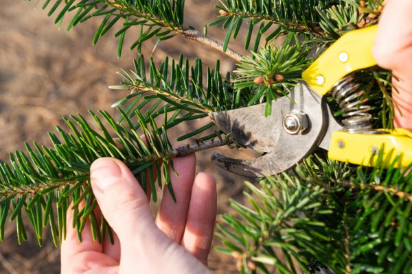 Pine Tree Pruning in Grand Junction