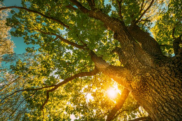 Oak Tree Pruning in Grand Junction