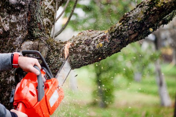 Tree Limbs Removal in Grand Junction