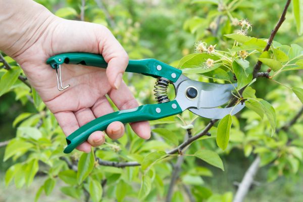 Pear Tree Pruning in Grand Junction