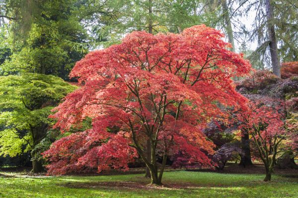 Japanese Maple Pruning in Grand Junction