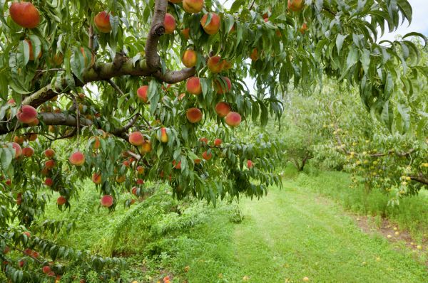 Peach Tree Pruning in Grand Junction