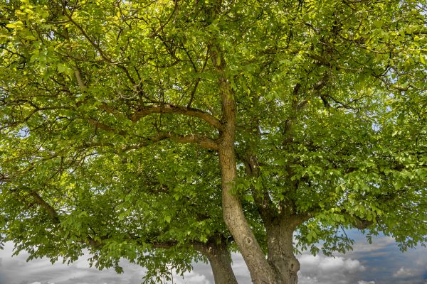 Walnut Tree Trimming in Grand Junction