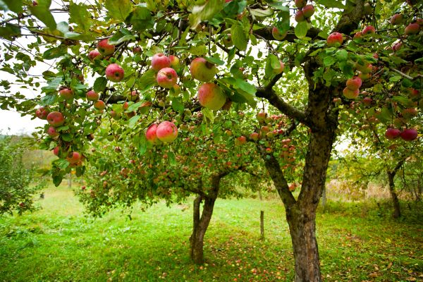 Apple Tree Pruning in Grand Junction