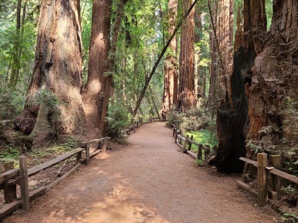 Redwood Tree Pruning in Grand Junction