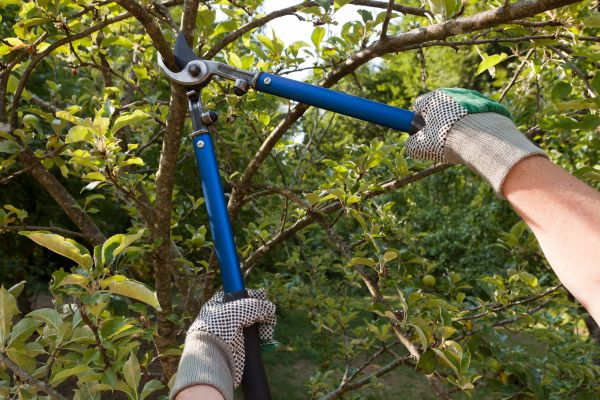 Residential Tree Pruning in Grand Junction