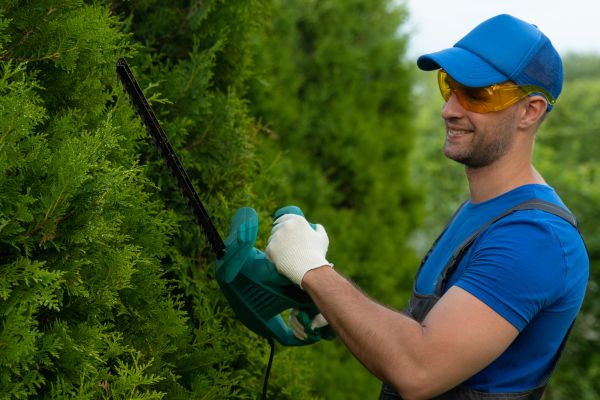 Tree Shaping Service in Grand Junction
