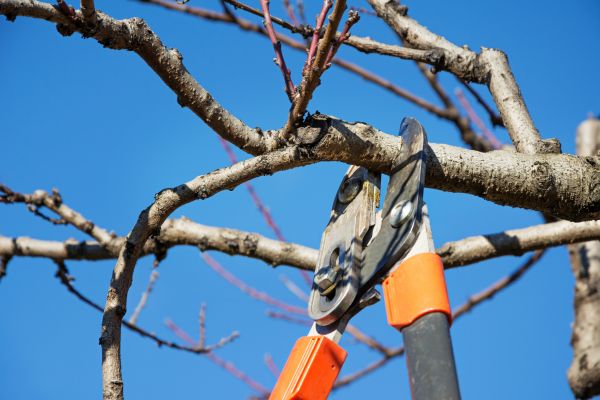 Peach Tree Trimming in Grand Junction