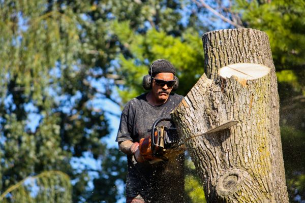 Ash Tree Pruning in Grand Junction