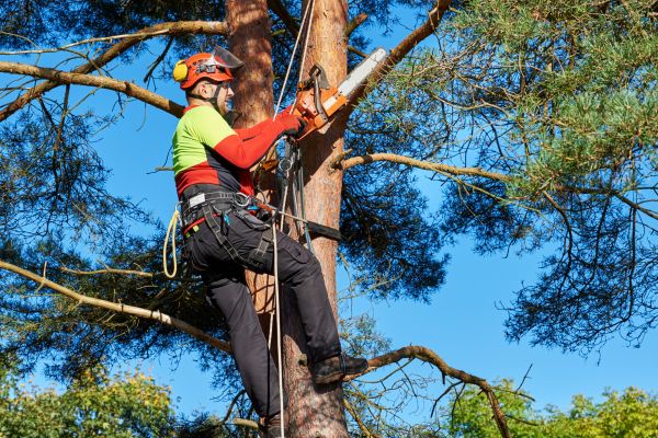 Canopy Pruning in Grand Junction