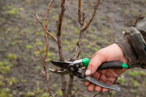 Pear Trees Pruning in Grand Junction