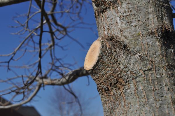 Limb Pruning in Grand Junction