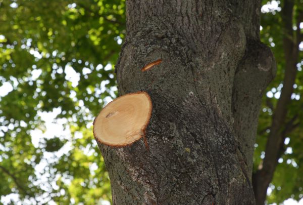 Limb Cutting in Grand Junction