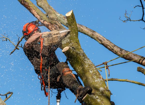 Tree Trimming Service in Grand Junction