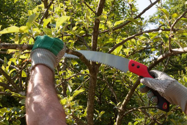 Apple Tree Trimming in Grand Junction